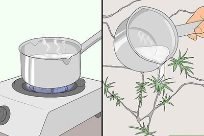 How to Remove Weeds from Cracks