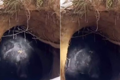 Watch: Man Hears Strange Sounds From A Pit Only To Find A Bear Inside