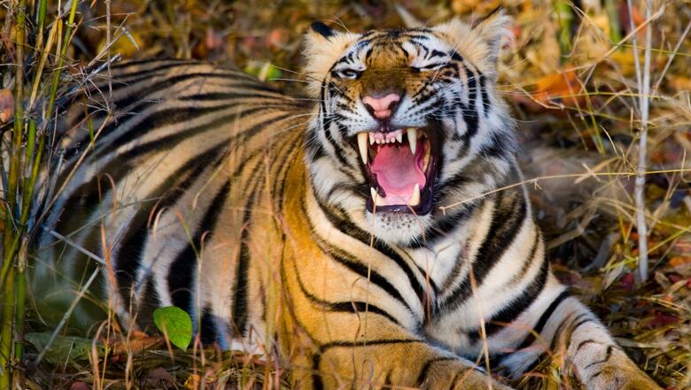 Numberspeak | Human Deaths in Tiger Attacks Increased Five-Fold Since 2018; Two Deaths a Week in 2022