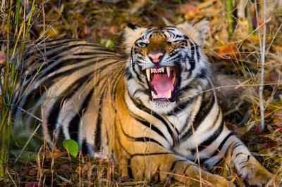 Numberspeak | Human Deaths in Tiger Attacks Increased Five-Fold Since 2018; Two Deaths a Week in 2022