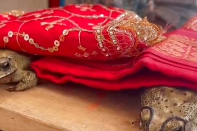 'It's a Belief, Not Superstition': People in UP Organise Frog Wedding to Please Rain God Amid Scorching Heat