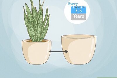 When and How to Repot Your Snake Plants (Sansevieria)