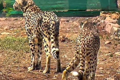 As Kuno Cheetahs Make 'First Kill', News18 Explains Why It's Great News for the Cat's Adaptation to India