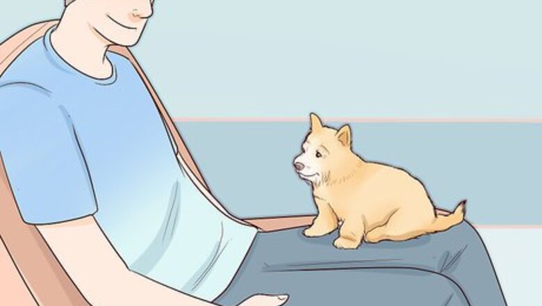 How to Choose a Small Dog
