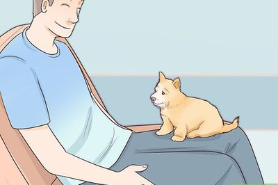 How to Choose a Small Dog