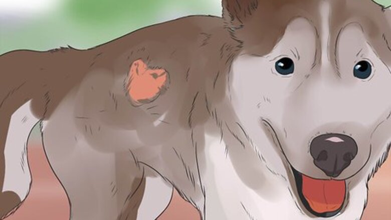 How to Diagnose Autoimmune Disorders in Siberian Huskies