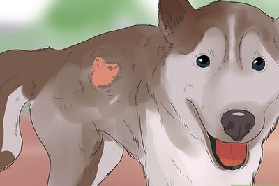 How to Diagnose Autoimmune Disorders in Siberian Huskies