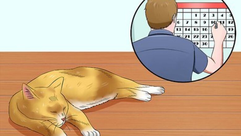 How to Help Cats to Sleep at Bedtime
