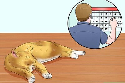 How to Help Cats to Sleep at Bedtime