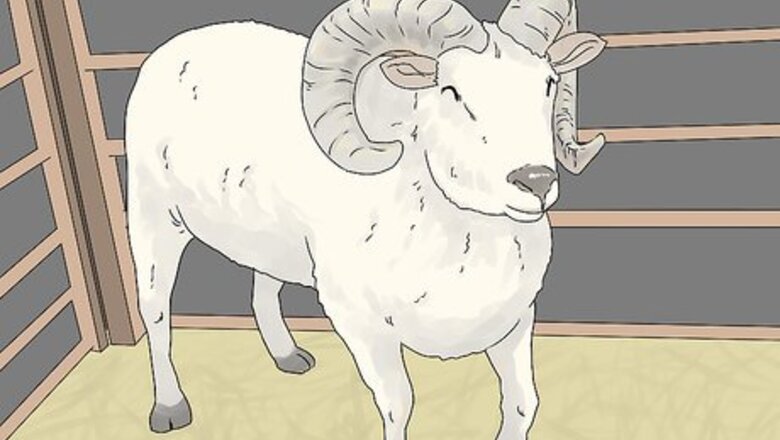How to Breed Sheep