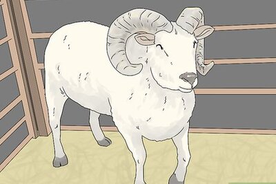 How to Breed Sheep