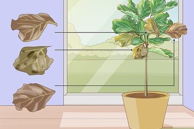 The Easiest Way to Prune and Shape a Fiddle-Leaf Fig Tree