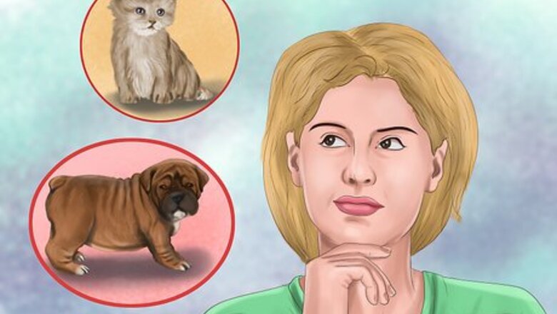 How to Choose a Vet