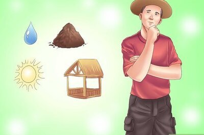 How to Plant Evergreen Shrubs