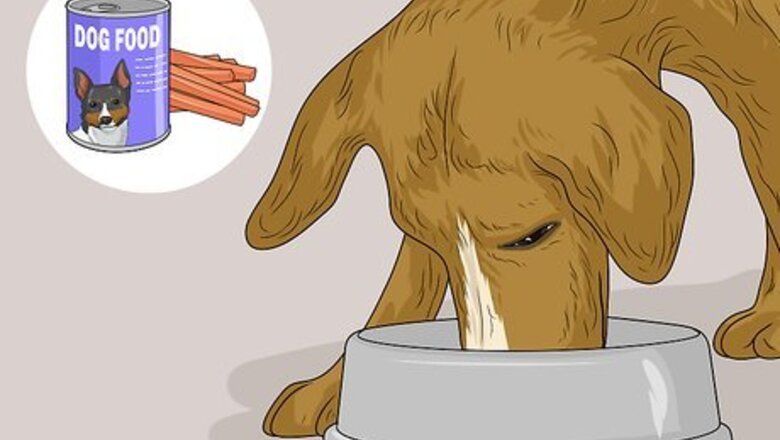 How to Feed a Sick Dog