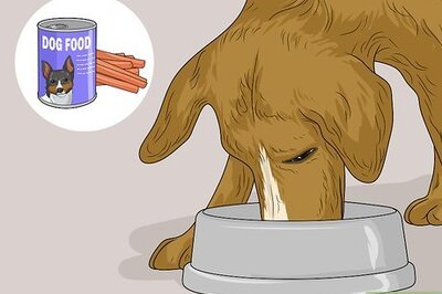 How to Feed a Sick Dog