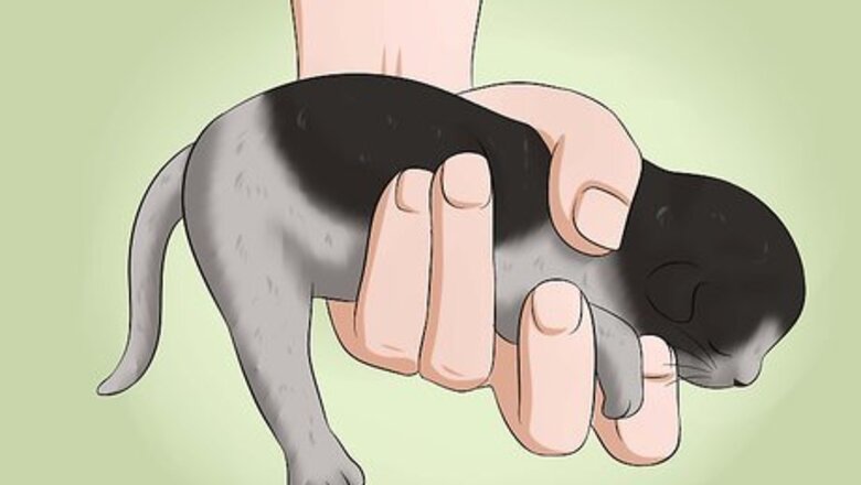 How to Make a Kitten Poop