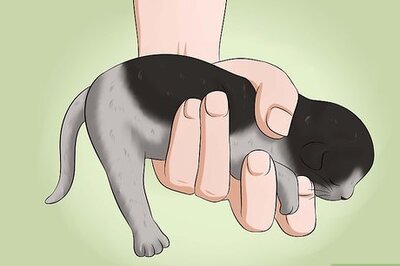 How to Make a Kitten Poop