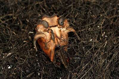 11,000 Lightning Strikes in 3 Days Spark Furious Fires in California, Killing Pilot & Burning Down Homes