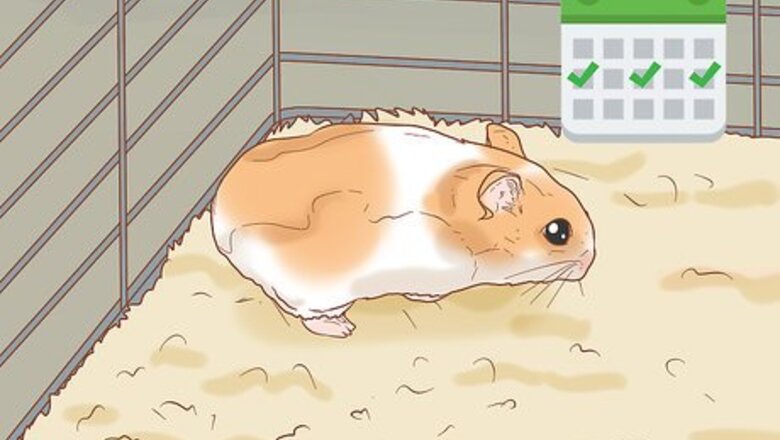 How to Tame Your Winter White Hamster