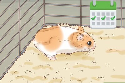 How to Tame Your Winter White Hamster
