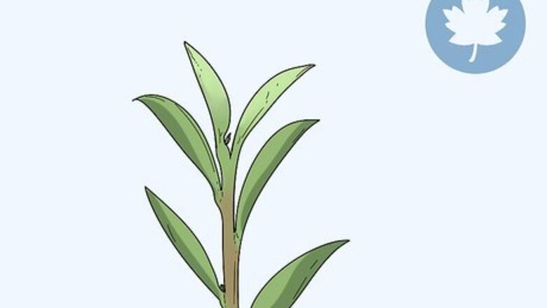 How to Take Hardwood Cuttings