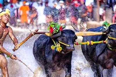 Pilikula Kambala 2024: Dakshin Kannada’s Buffalo Race Event To Be Revived After 13 Years