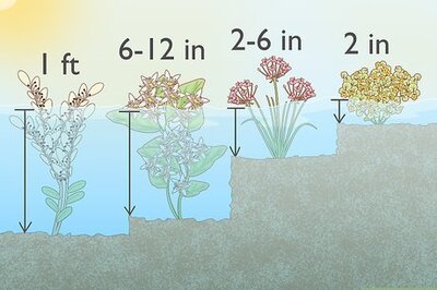 How to Plant Marginal Pond Plants