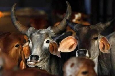 Cow Slaughter Ban Will Be a Reality in Karnataka Soon: BJP Leader C T Ravi