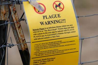 Oregon Resident Diagnosed with Bubonic Plague. Here’s All You Need to Know About The Disease