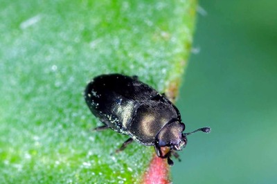 Aware of These Dangerous Bugs in Cauliflower? Here's What You Need to do Find Them