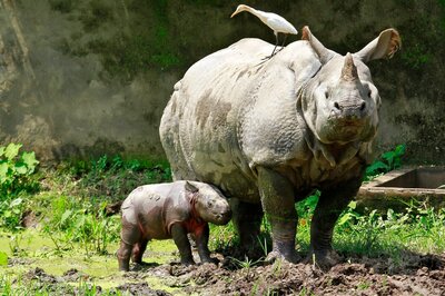 Hit Hard by Assam Floods, Hungry Rhinos Graze in Ranger's Courtyard of Pobitora Sanctuary