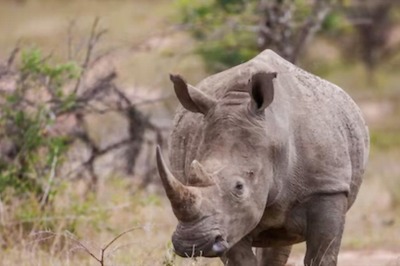 South African Scientists Inject Radioactive Material Into Horns Of Rhinos To Combat Poaching