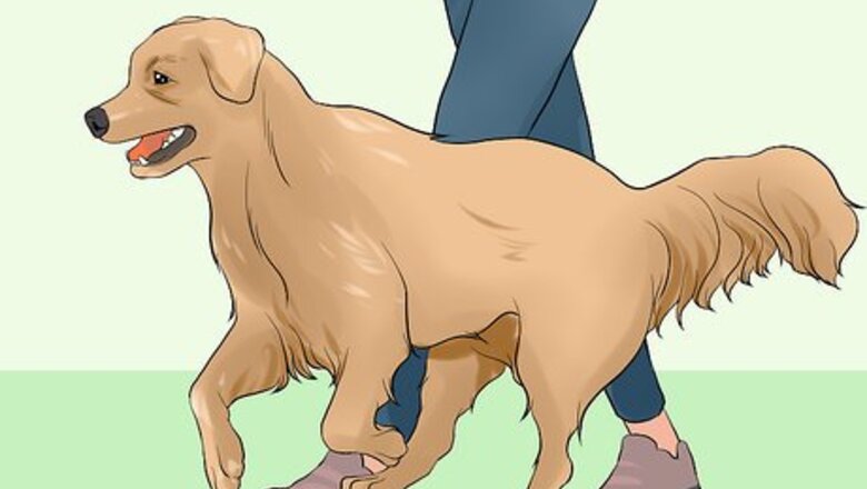 How to Keep Elderly Family Safe Around Active Dogs
