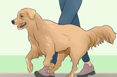 How to Keep Elderly Family Safe Around Active Dogs