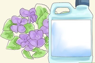 How to Control Wild Violets