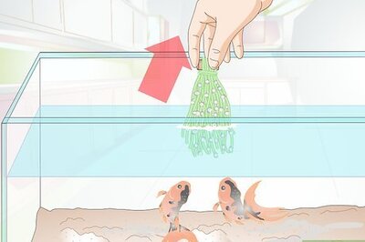 How to Raise Goldfish Fry