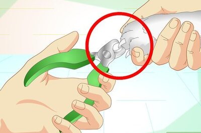 How to Inconspicuously Bathe a Cat Without Being Scratched