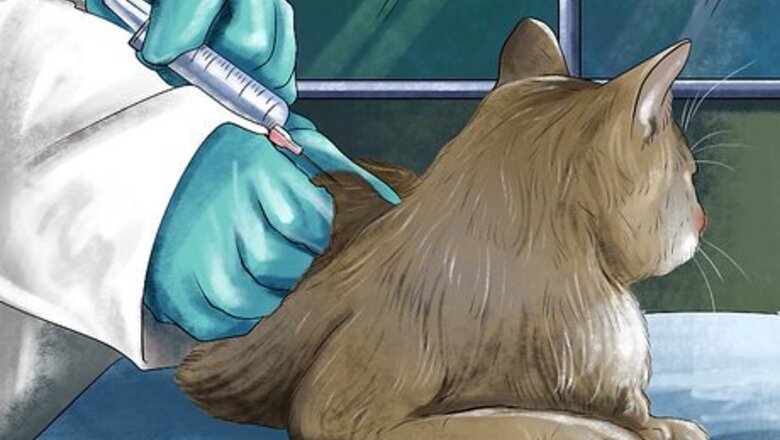 How to Take Care of a Singapura Cat