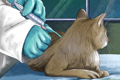 How to Take Care of a Singapura Cat