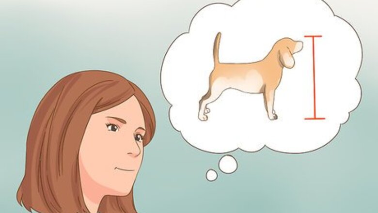 How to Choose the Right Breed of Dog