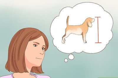 How to Choose the Right Breed of Dog