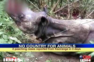 Rhino left bleeding dies, fifth death in 3 days