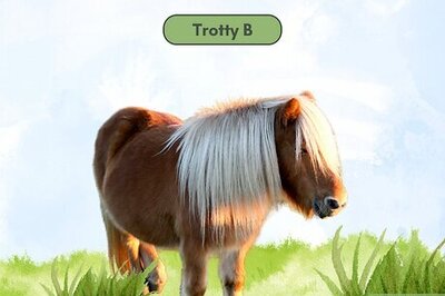 510+ Funny, Cool & Rare Horse Names