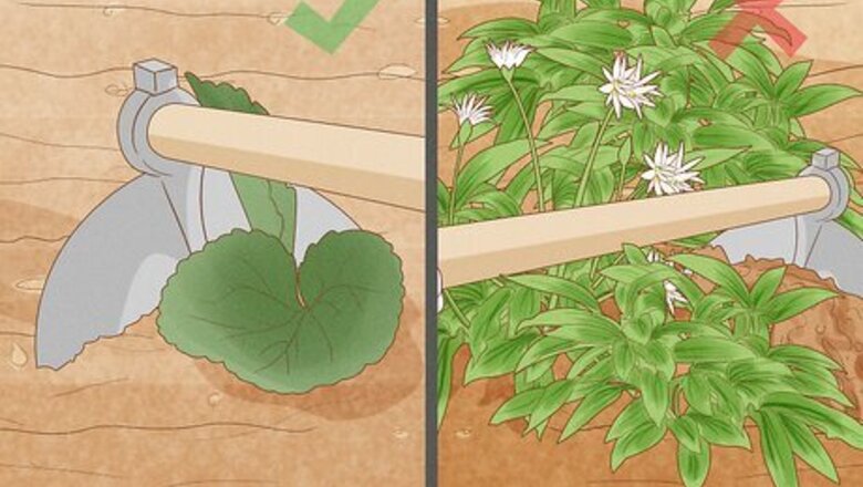 How to Hoe Weeds
