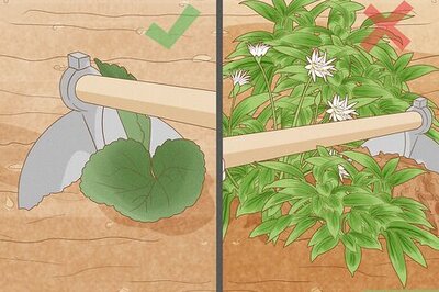 How to Hoe Weeds