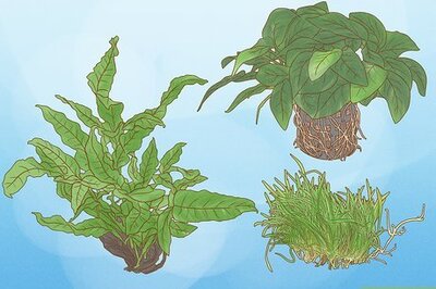 How to Grow Freshwater Aquarium Plants