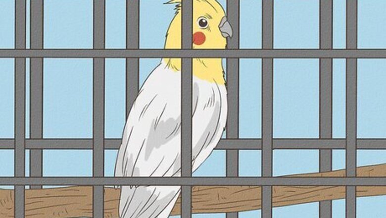 How to Tame a Cockatiel