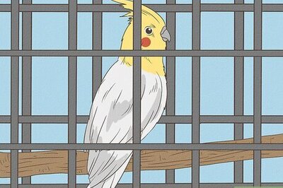 How to Tame a Cockatiel