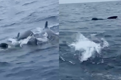 Watch: British Paddler Surrounded By Pilot Whales In Dramatic Atlantic Ocean Encounter